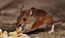 24 Hour & Emergency Exterminators in Brownwood, TX